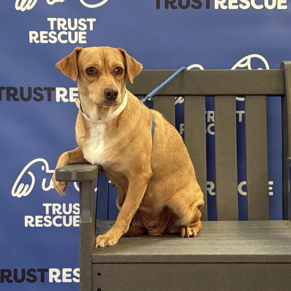 Enlarge HONEY MAE, a Adoptable Terrier in Berlin, NJ image 1/5