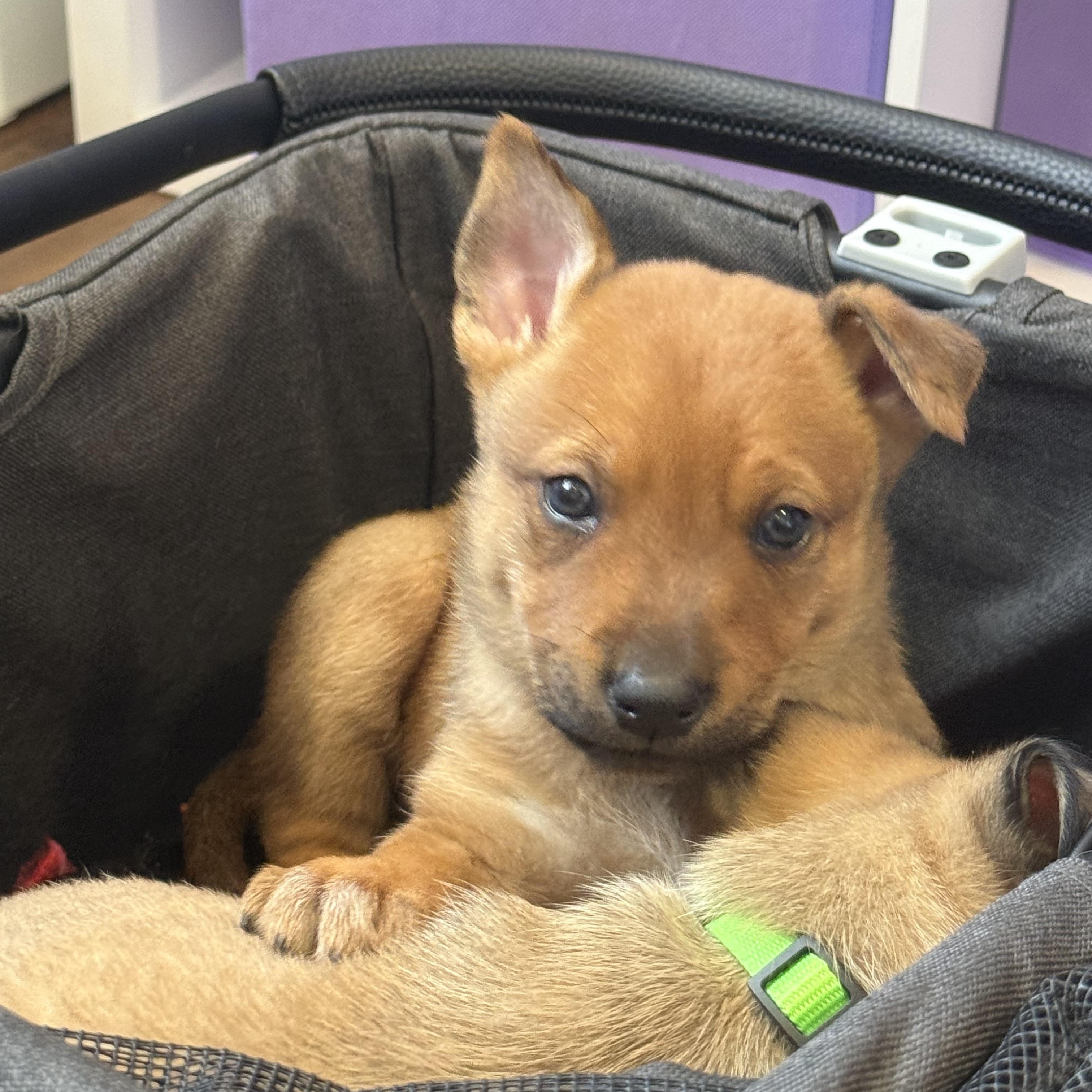 Enlarge Prince, a ADOPTABLE mixed breed in West Hollywood, CA image 4/6
