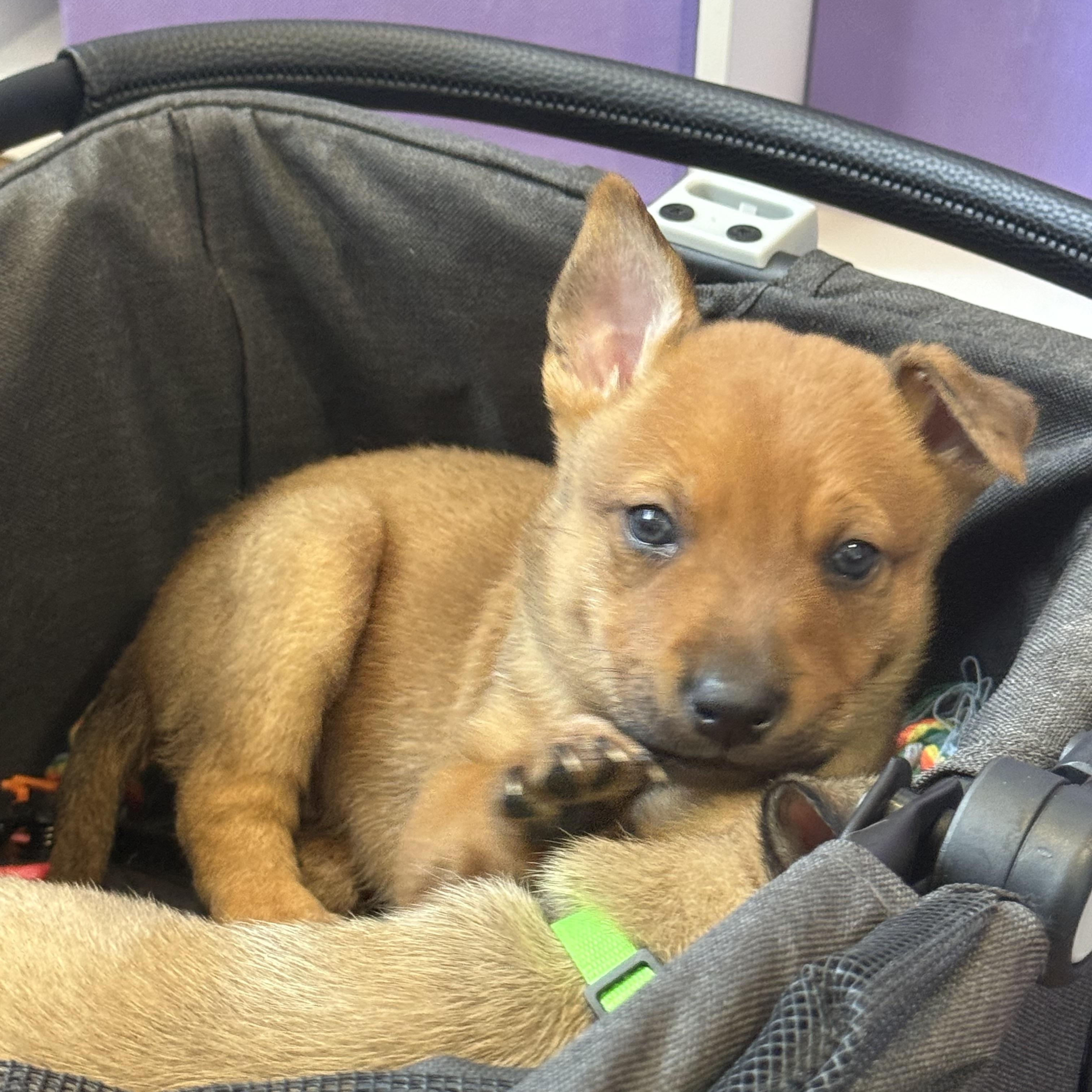Enlarge Prince, a ADOPTABLE mixed breed in West Hollywood, CA image 1/6