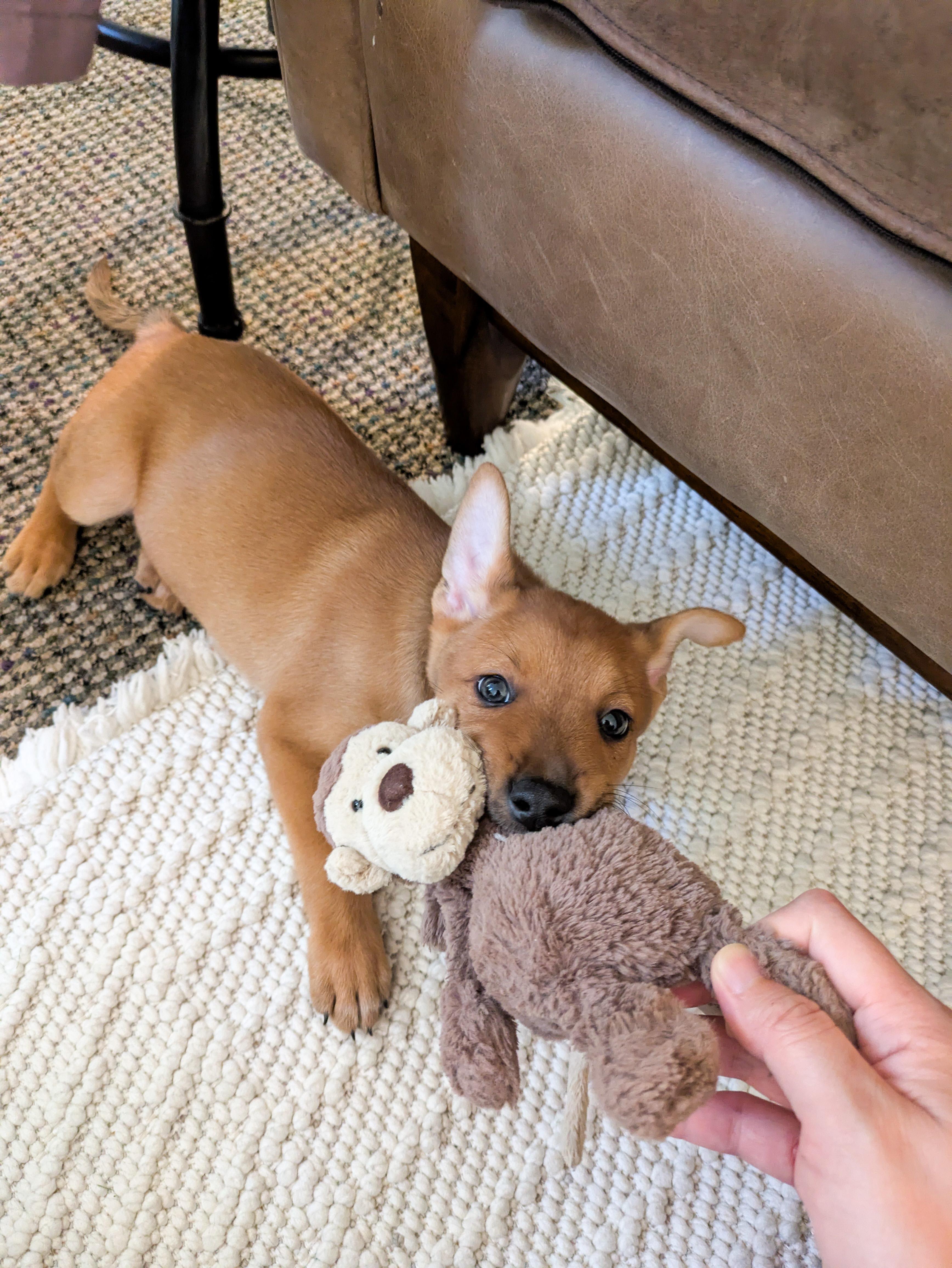 Enlarge Prince, a ADOPTABLE mixed breed in West Hollywood, CA image 5/6