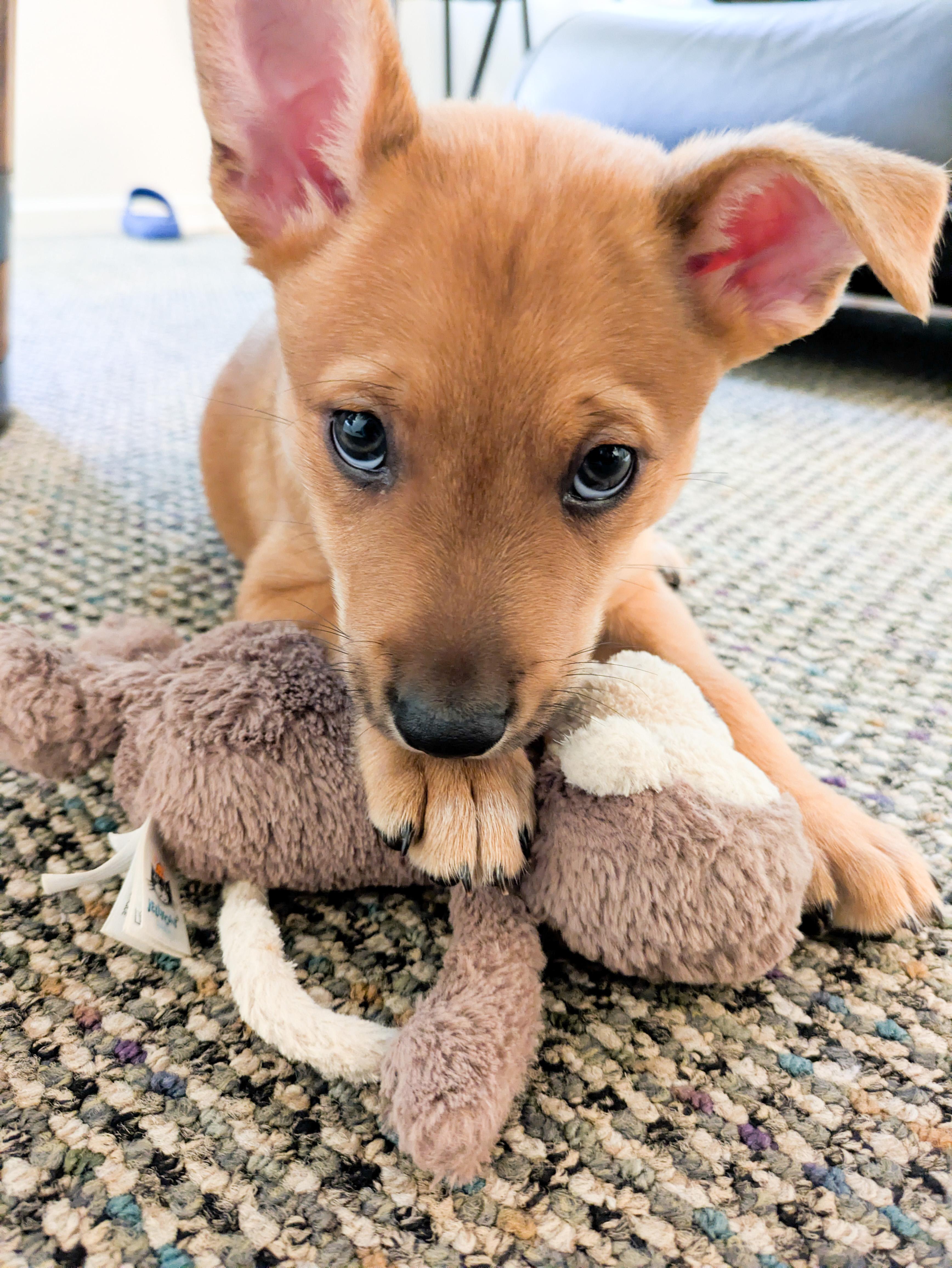 Enlarge Prince, a ADOPTABLE mixed breed in West Hollywood, CA image 6/6