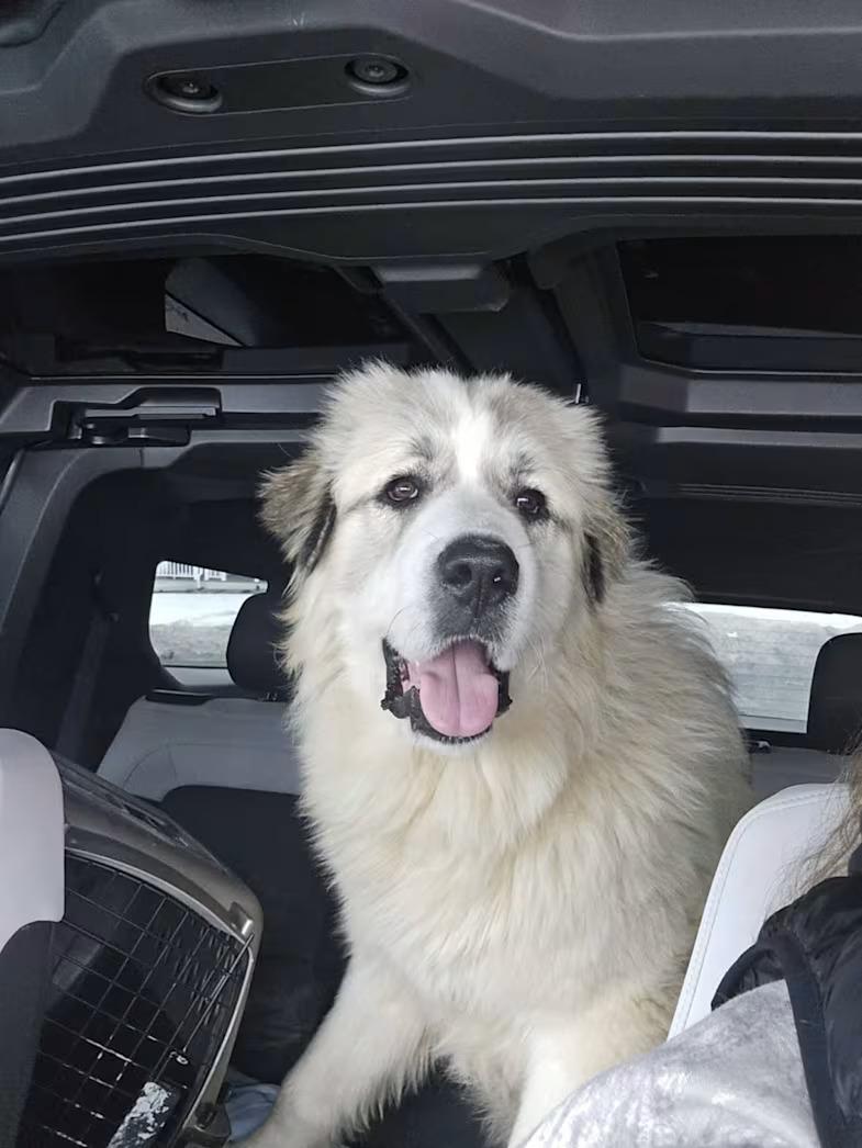 Enlarge Maverick - Rehome, a ADOPTABLE Great Pyrenees in Monterey, VA image 3/3