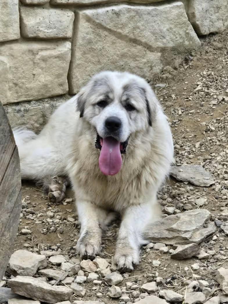 Enlarge Maverick - Rehome, a ADOPTABLE Great Pyrenees in Monterey, VA image 1/3