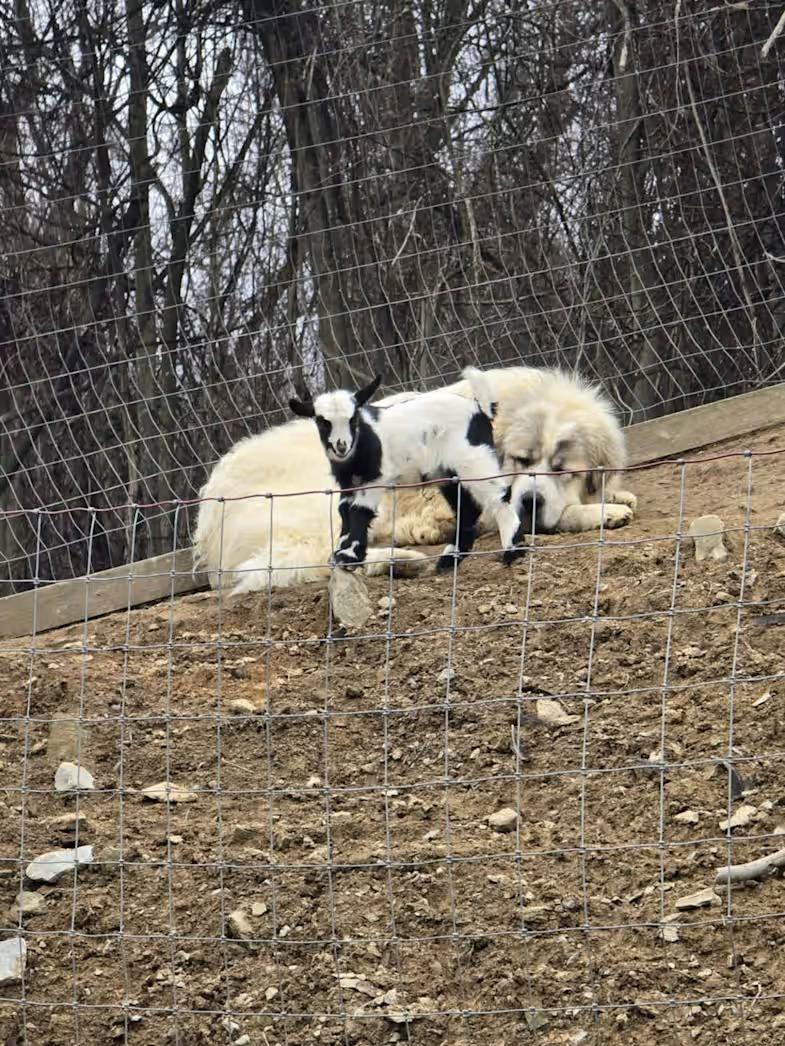 Enlarge Maverick - Rehome, a ADOPTABLE Great Pyrenees in Monterey, VA image 2/3