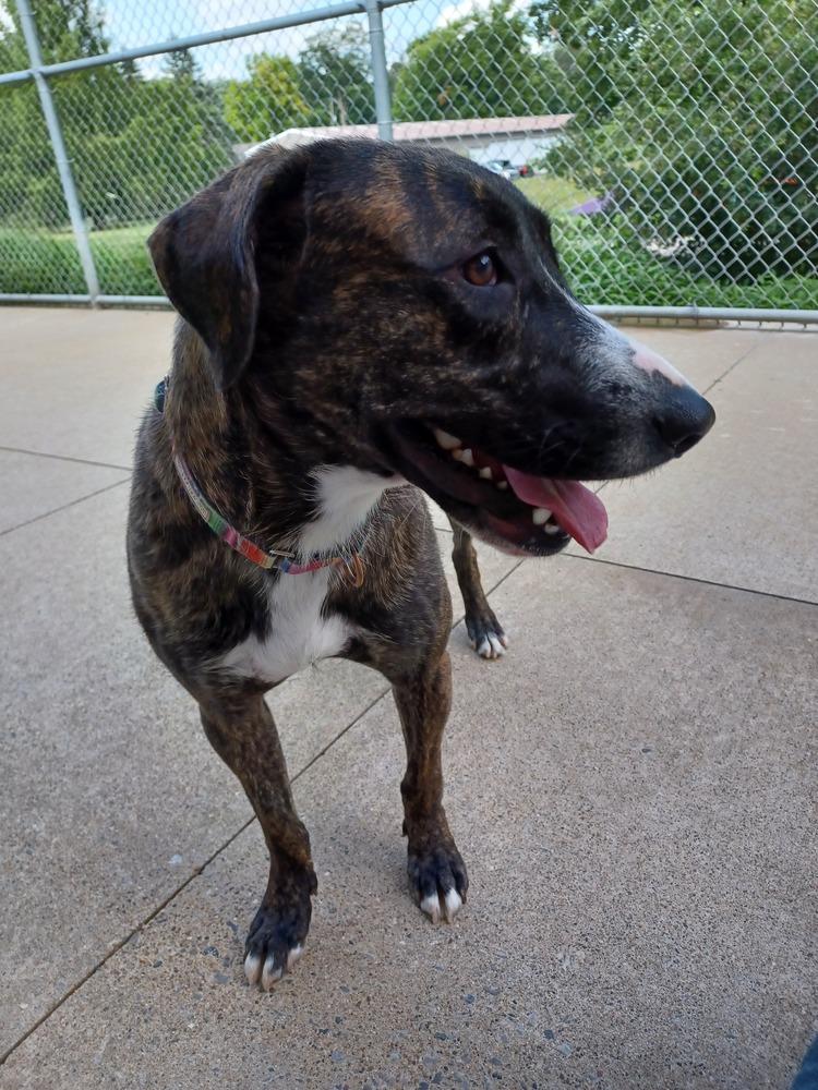 Enlarge Anna, a Adoptable mixed breed in Kalamazoo, MI image 1/4