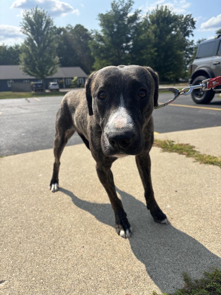 Enlarge Anna, a Adoptable mixed breed in Kalamazoo, MI image 2/4