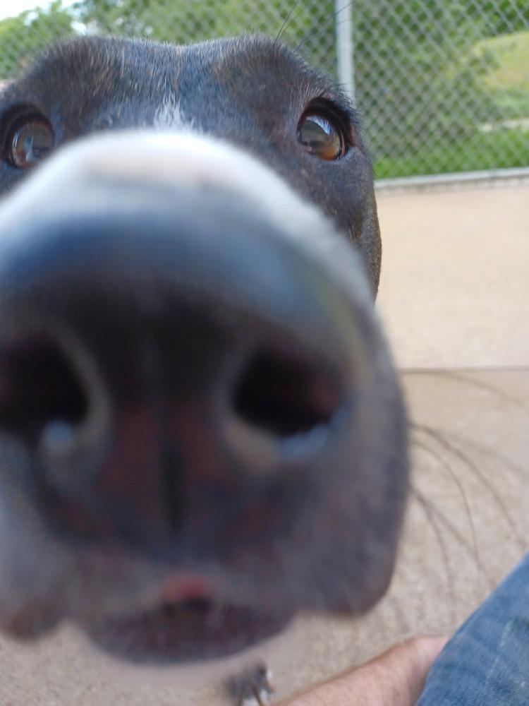 Enlarge Anna, a Adoptable mixed breed in Kalamazoo, MI image 3/4