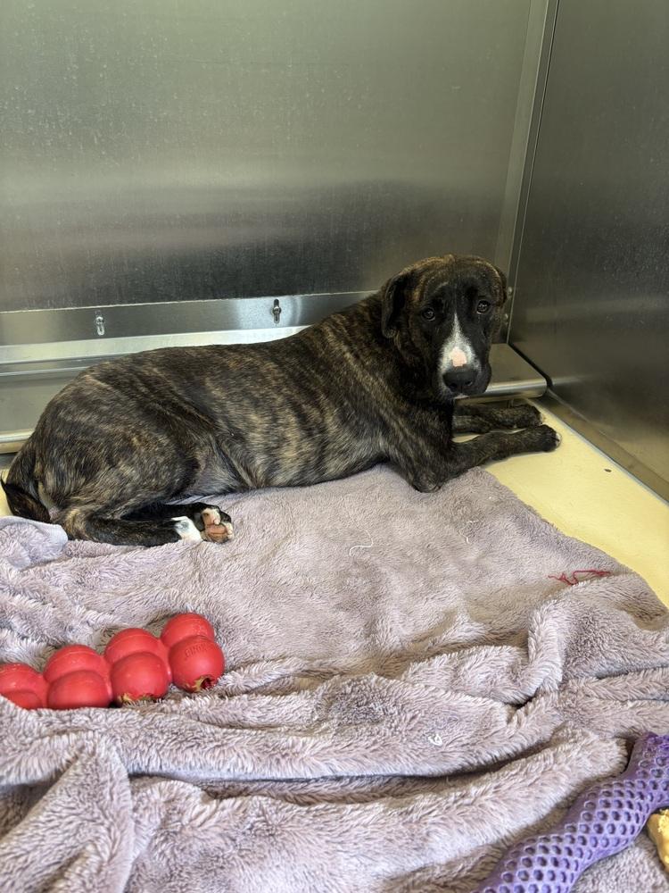 Enlarge Anna, a Adoptable mixed breed in Kalamazoo, MI image 4/4