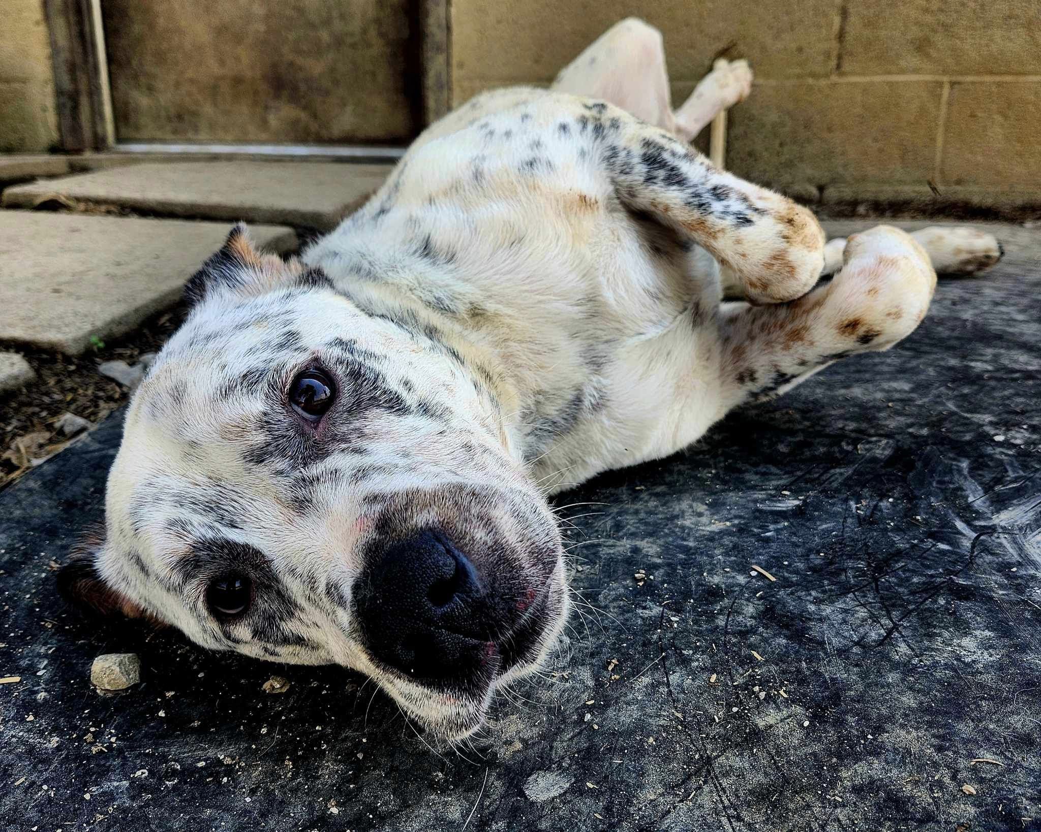 Speckles, Adult Male American Staffordshire Terrier