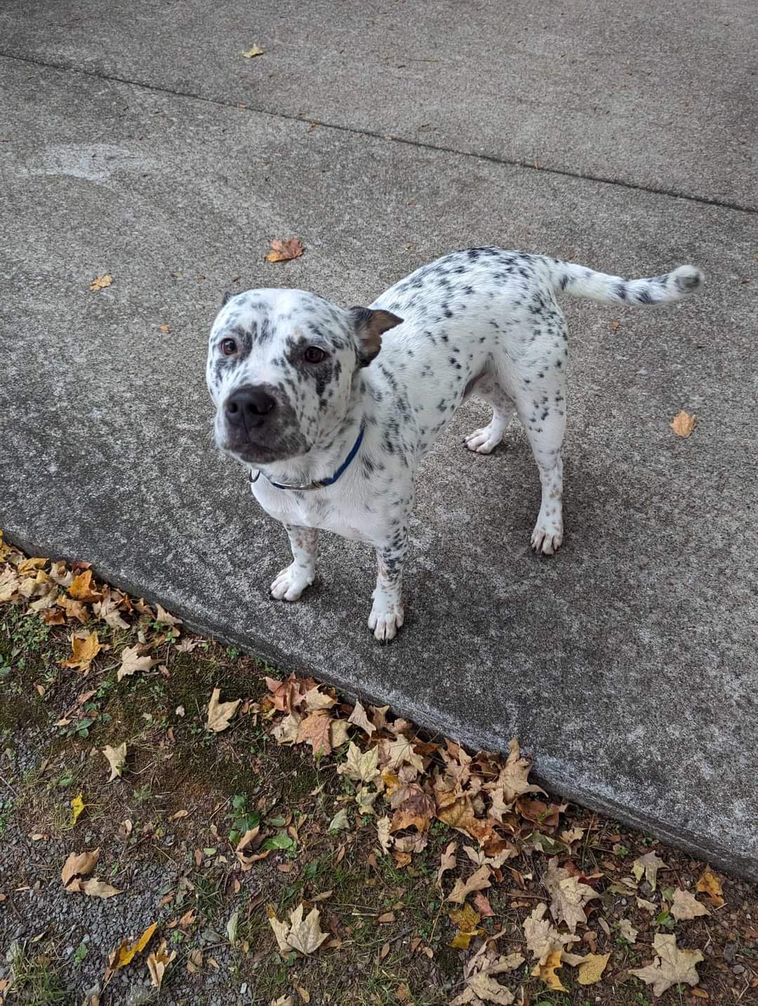 Speckles, an adoptable American Staffordshire Terrier in Marion, KY, 42064 | Photo Image 2