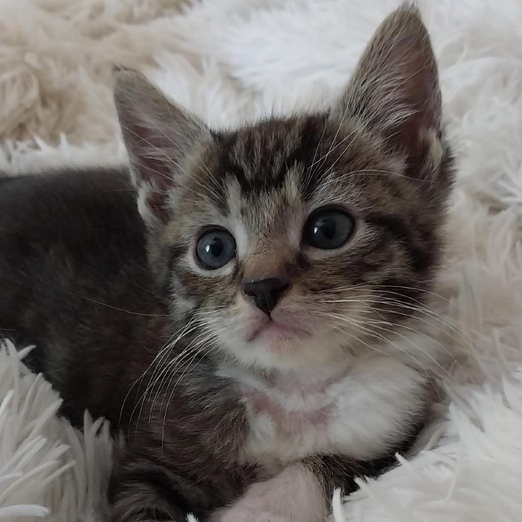 Feta, Adoptable, Young Female Domestic Short Hair.