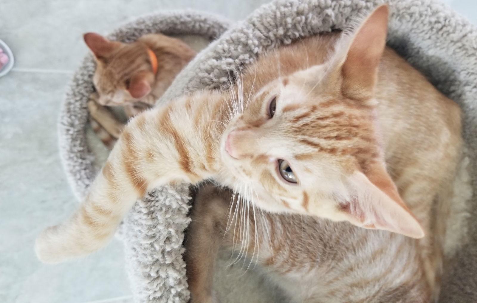 Enlarge Dopey, a Adopted Domestic Short Hair in Naples, FL image 1/3