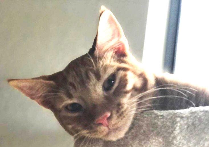 Enlarge Dopey, a Adopted Domestic Short Hair in Naples, FL image 2/3