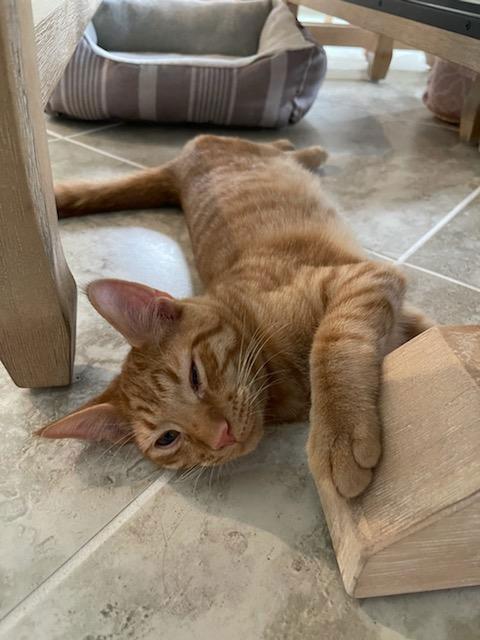 Enlarge Dopey, a Adopted Domestic Short Hair in Naples, FL image 3/3