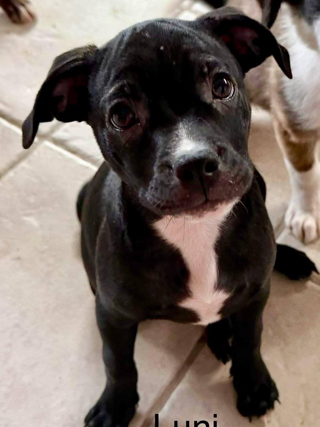 Lunesta, Adoptable, Puppy Female Staffordshire Bull Terrier & Pug.