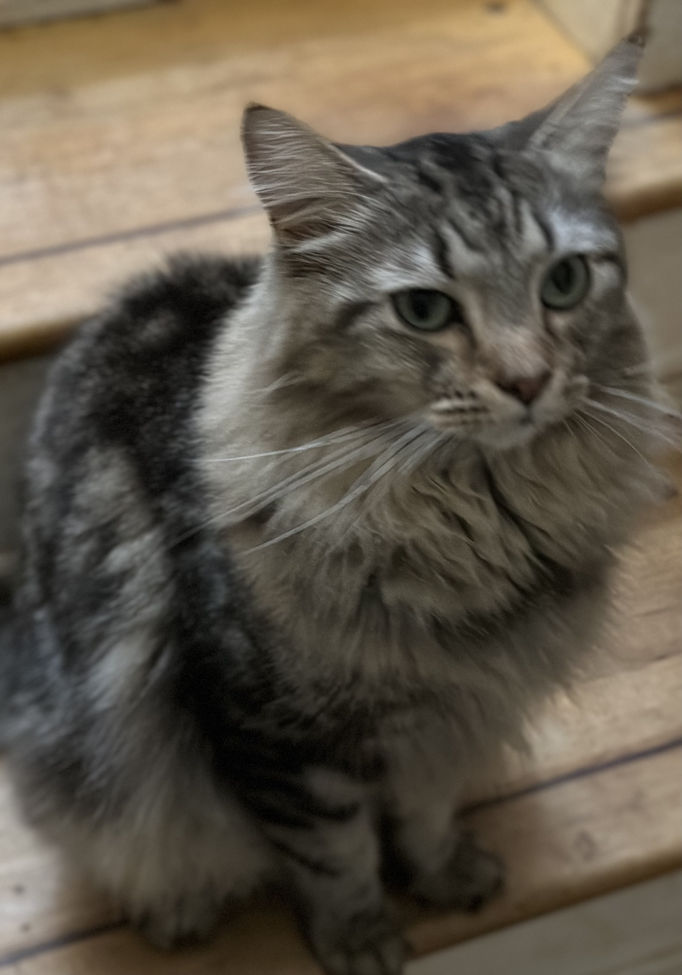 Enlarge Dylan, a Adopted mixed breed in Buchanan, TN image 4/4