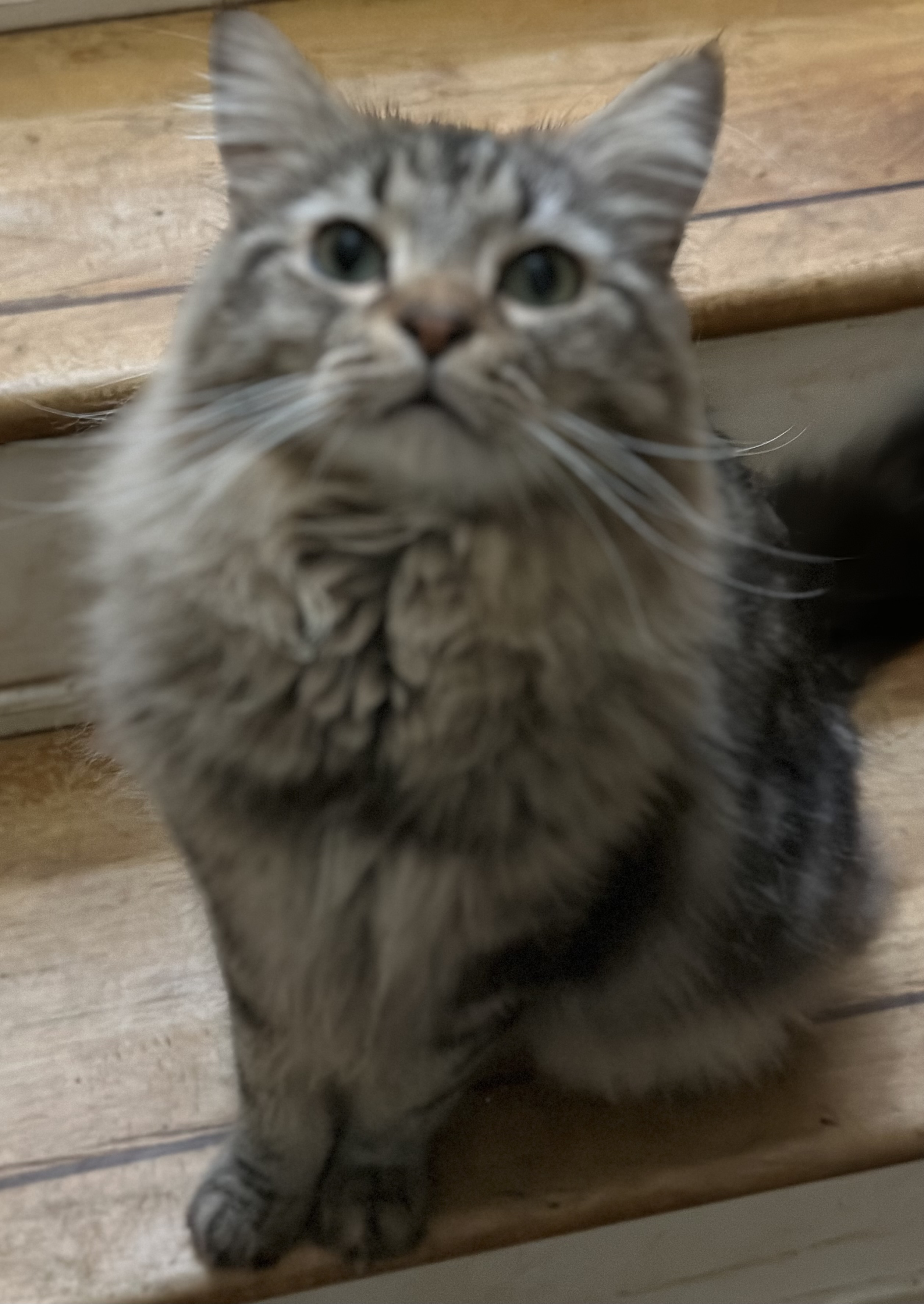 Enlarge Dylan, a Adopted mixed breed in Buchanan, TN image 2/4