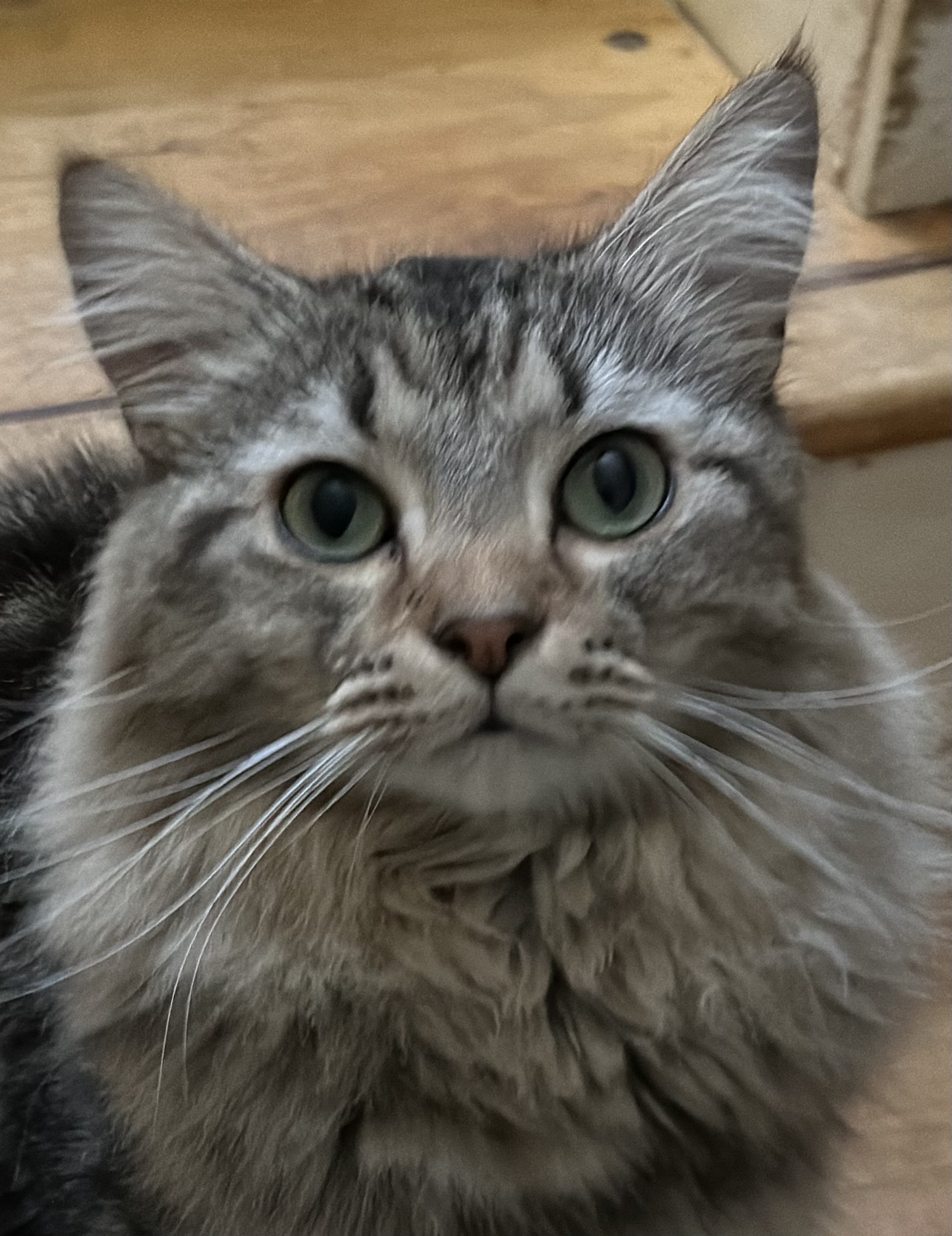 Enlarge Dylan, a Adopted mixed breed in Buchanan, TN image 1/4