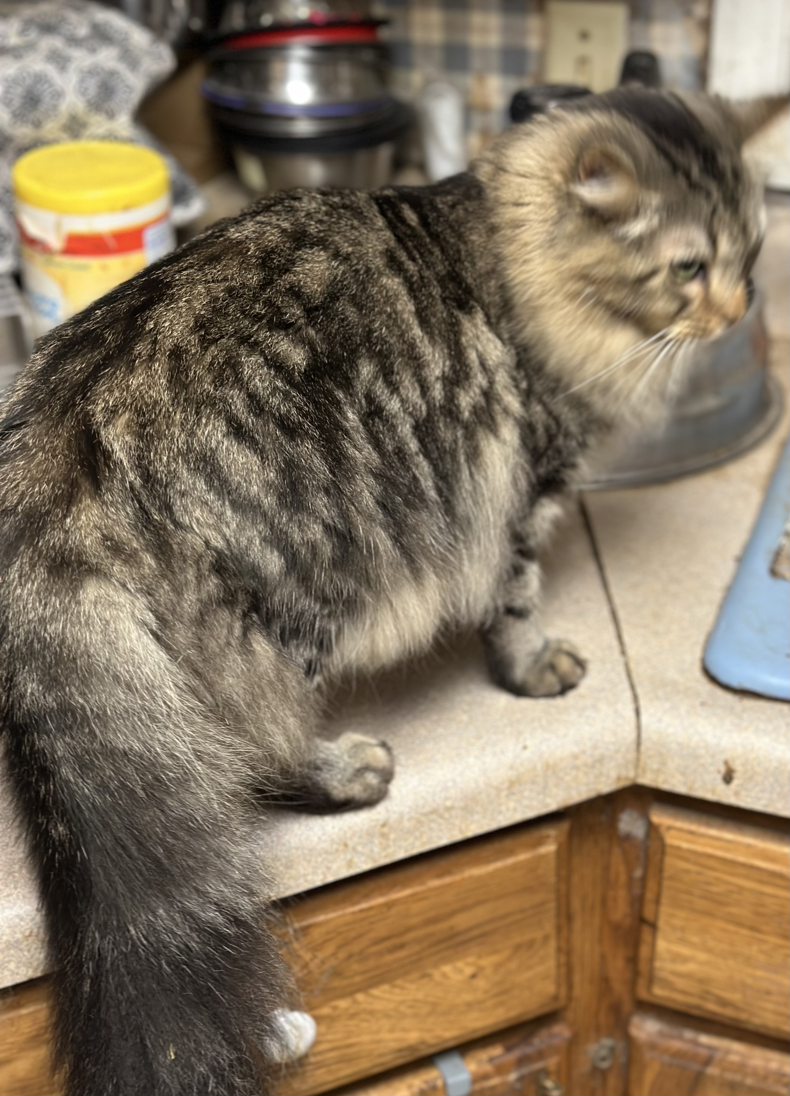 Enlarge Dylan, a Adopted mixed breed in Buchanan, TN image 3/4