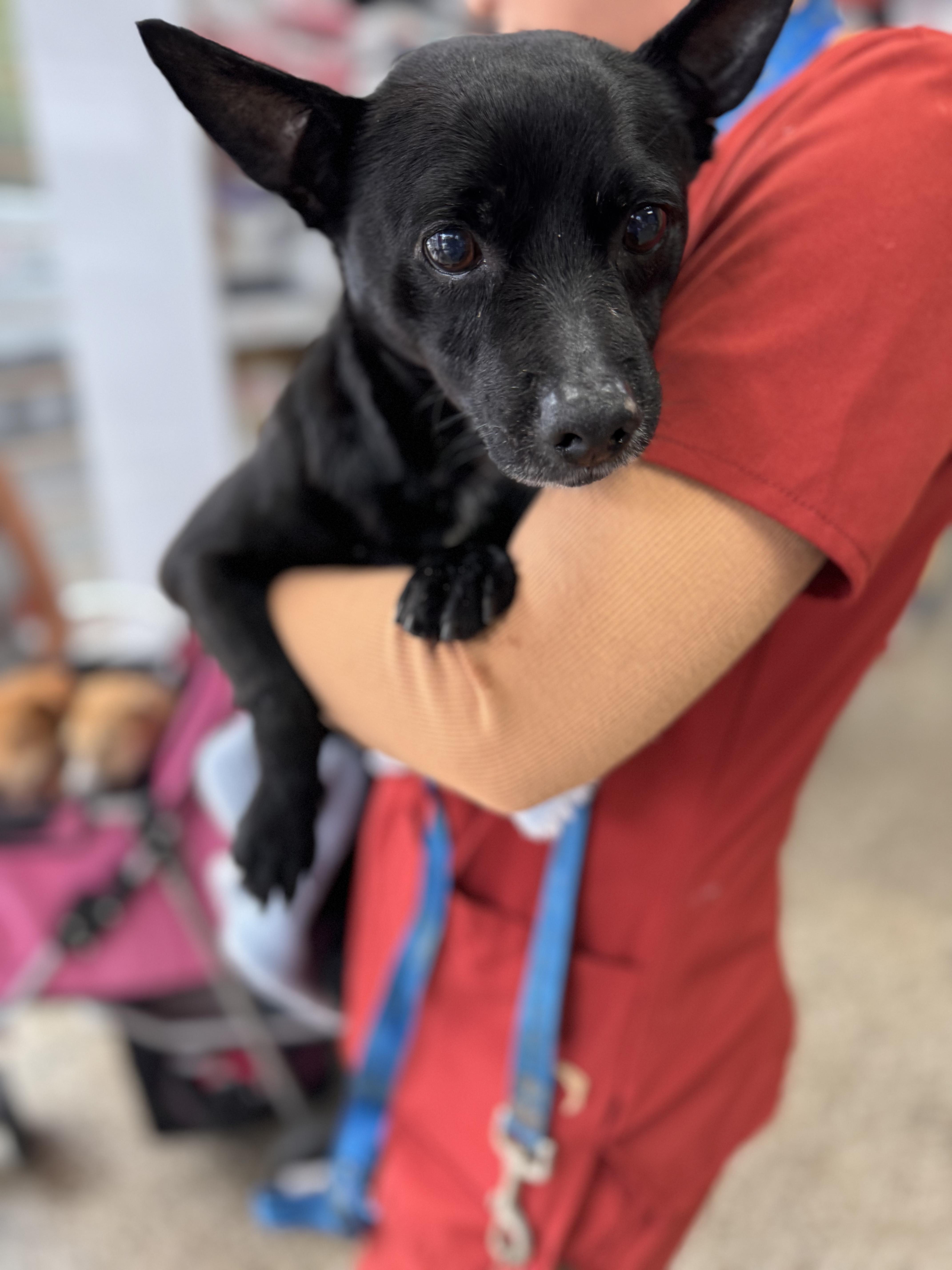 Lucky- sweet senior needs a soft spot to land, an adoptable Schipperke in Blairstown , NJ, 07825 | Photo Image 6