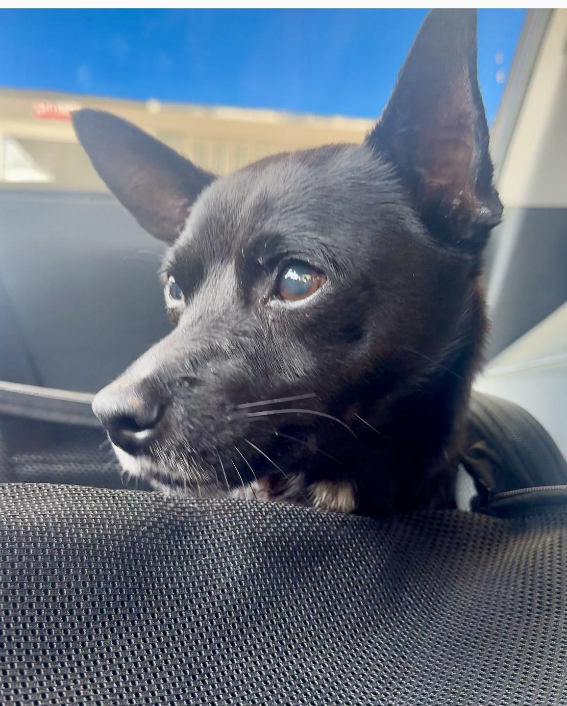 Lucky- sweet senior needs a soft spot to land, an adoptable Schipperke in Blairstown , NJ, 07825 | Photo Image 5