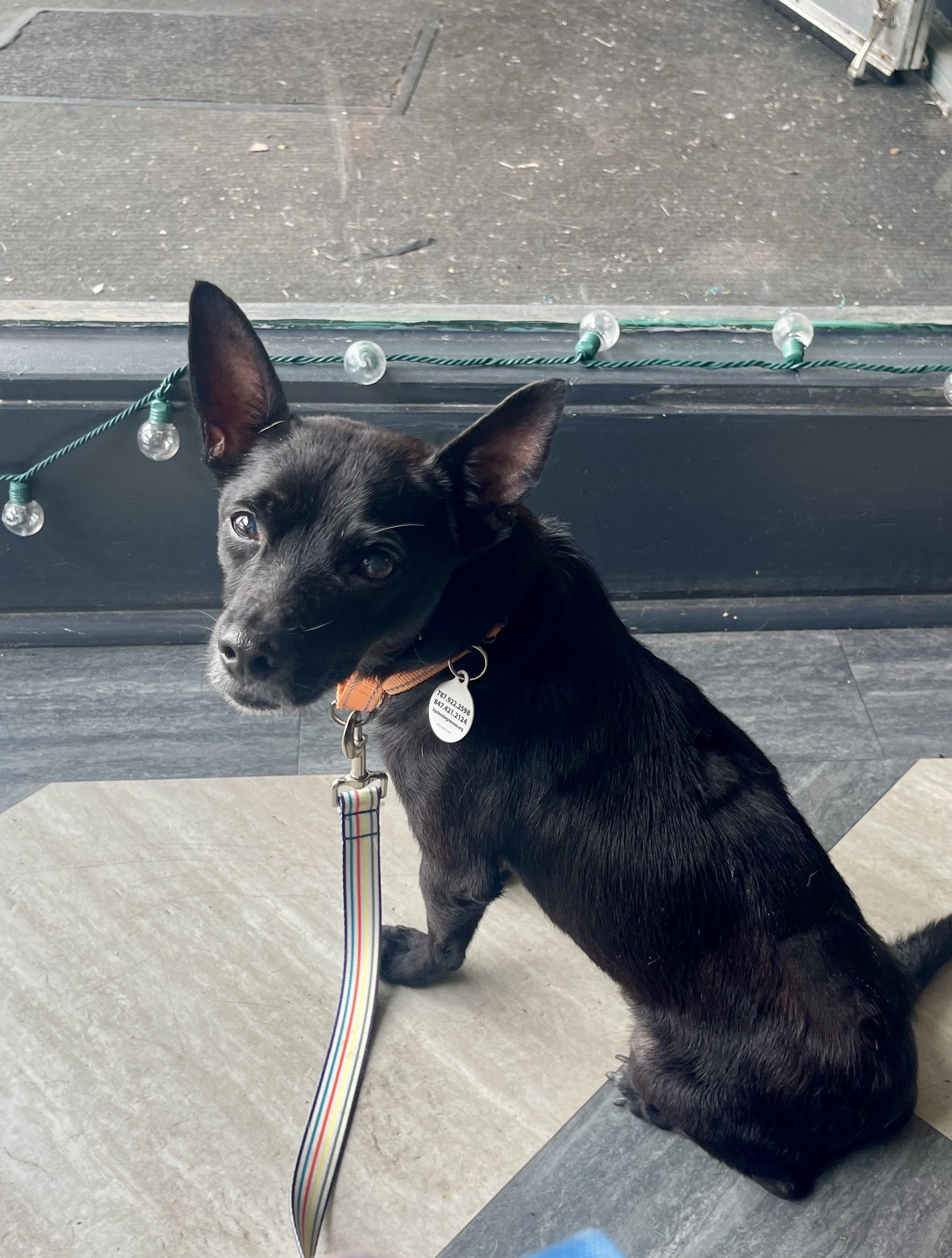 Lucky- sweet senior needs a soft spot to land, an adoptable Schipperke in Blairstown , NJ, 07825 | Photo Image 4