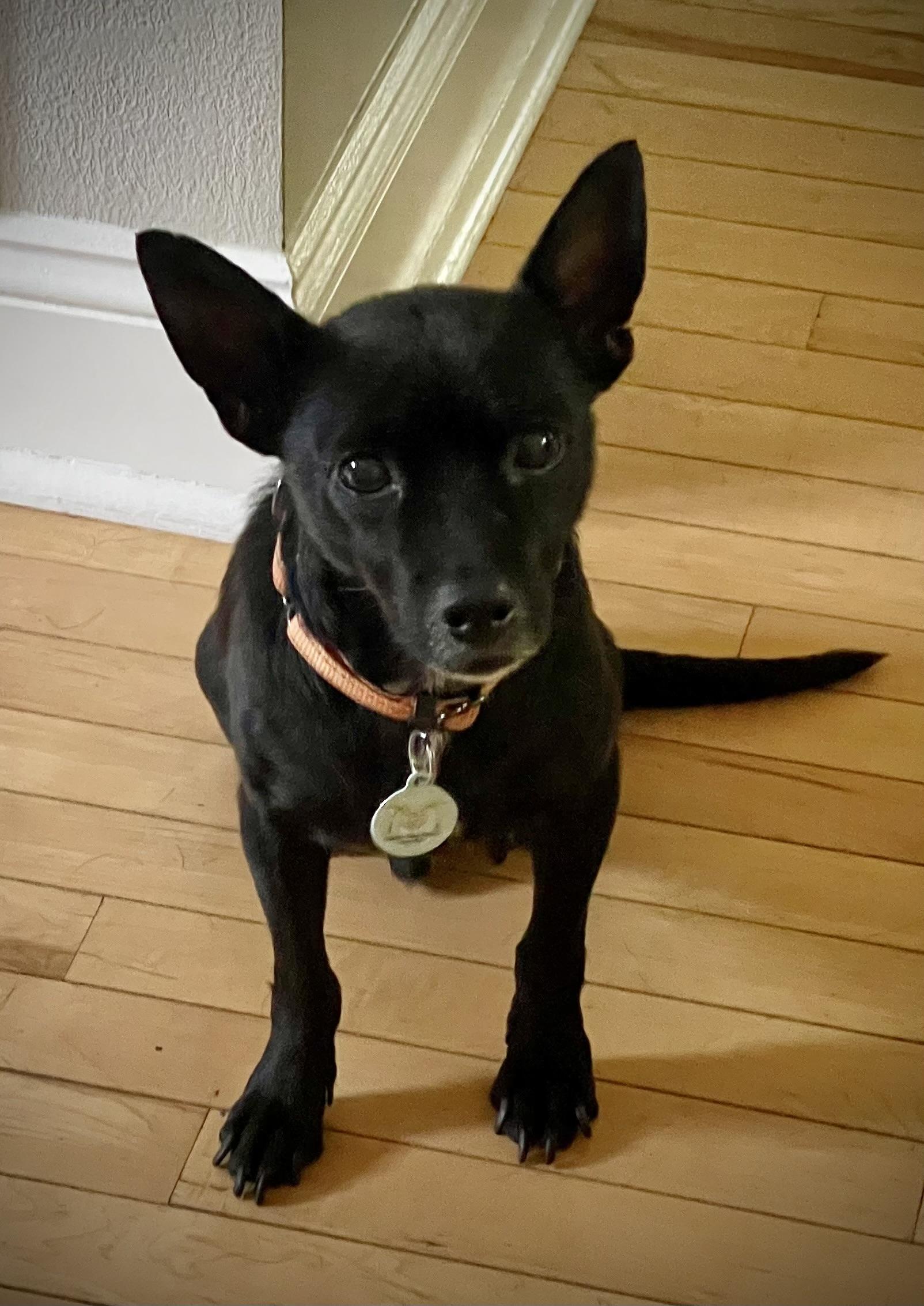 Lucky- sweet senior needs a soft spot to land, an adoptable Schipperke in Blairstown , NJ, 07825 | Photo Image 1