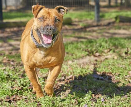 Rhonda, a Adoptable mixed breed in Hollywood, SC image 1/6