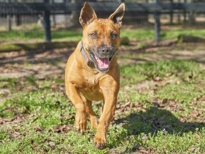Rhonda, a Adoptable mixed breed in Hollywood, SC image 3/6
