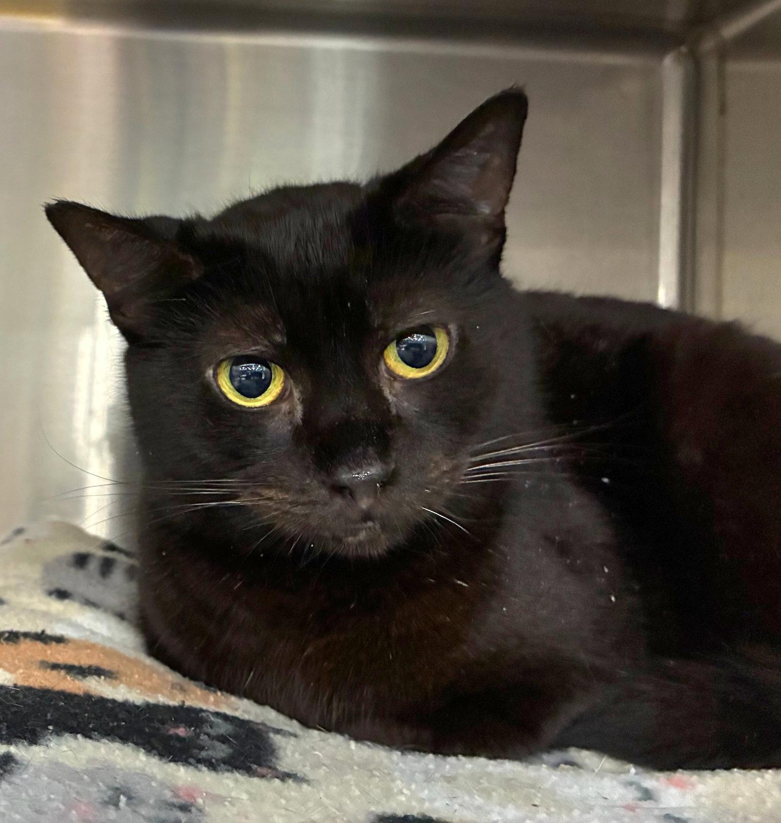 Nugget Nova, a Adopted Domestic Short Hair in Trenton, NJ image 1/3