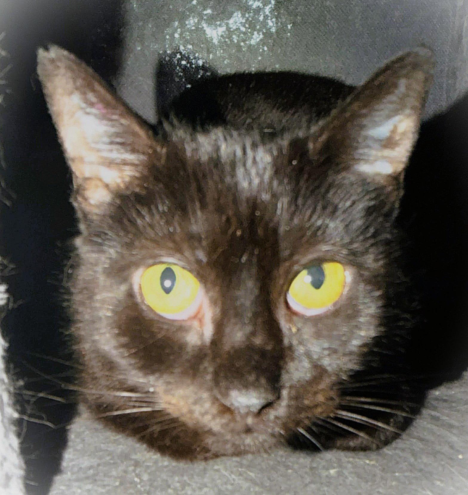 Nugget Nova, a Adopted Domestic Short Hair in Trenton, NJ image 3/3