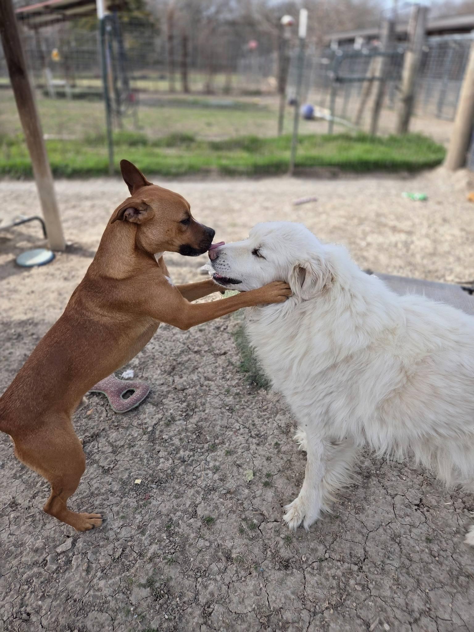 Enlarge Rooster, a ADOPTABLE Australian Cattle Dog / Blue Heeler in Colleyville, TX image 3/6