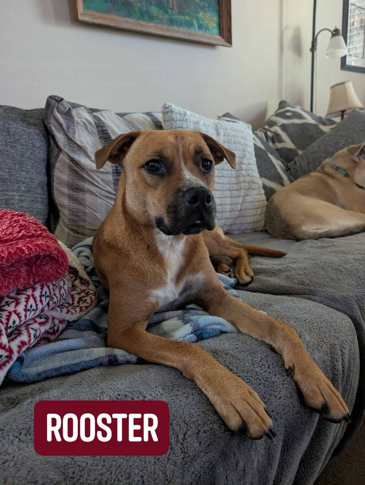 Enlarge Rooster, a ADOPTABLE Australian Cattle Dog / Blue Heeler in Colleyville, TX image 6/6
