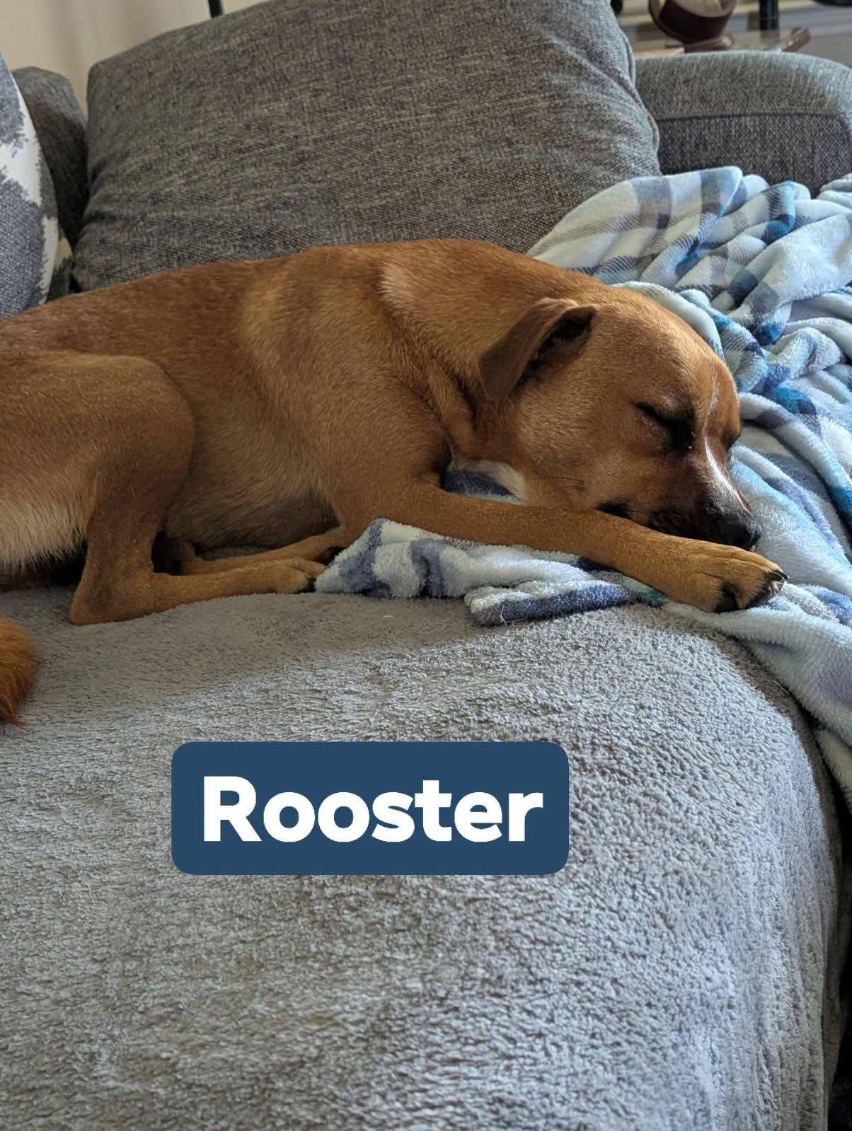 Enlarge Rooster, a ADOPTABLE Australian Cattle Dog / Blue Heeler in Colleyville, TX image 5/6