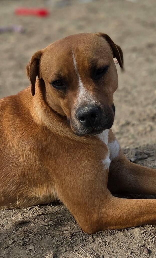 Enlarge Rooster, a ADOPTABLE Australian Cattle Dog / Blue Heeler in Colleyville, TX image 4/6