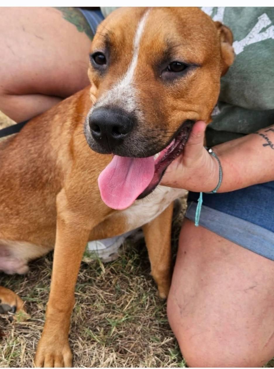Enlarge Rooster, a ADOPTABLE Australian Cattle Dog / Blue Heeler in Colleyville, TX image 2/6