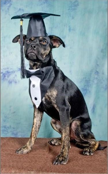 Enlarge Oz, a Adoptable mixed breed in Tucson, AZ image 1/1