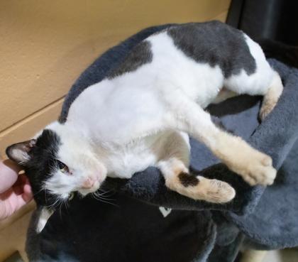 Sonata, a Adoptable Domestic Short Hair in Ann Arbor, MI image 1/2