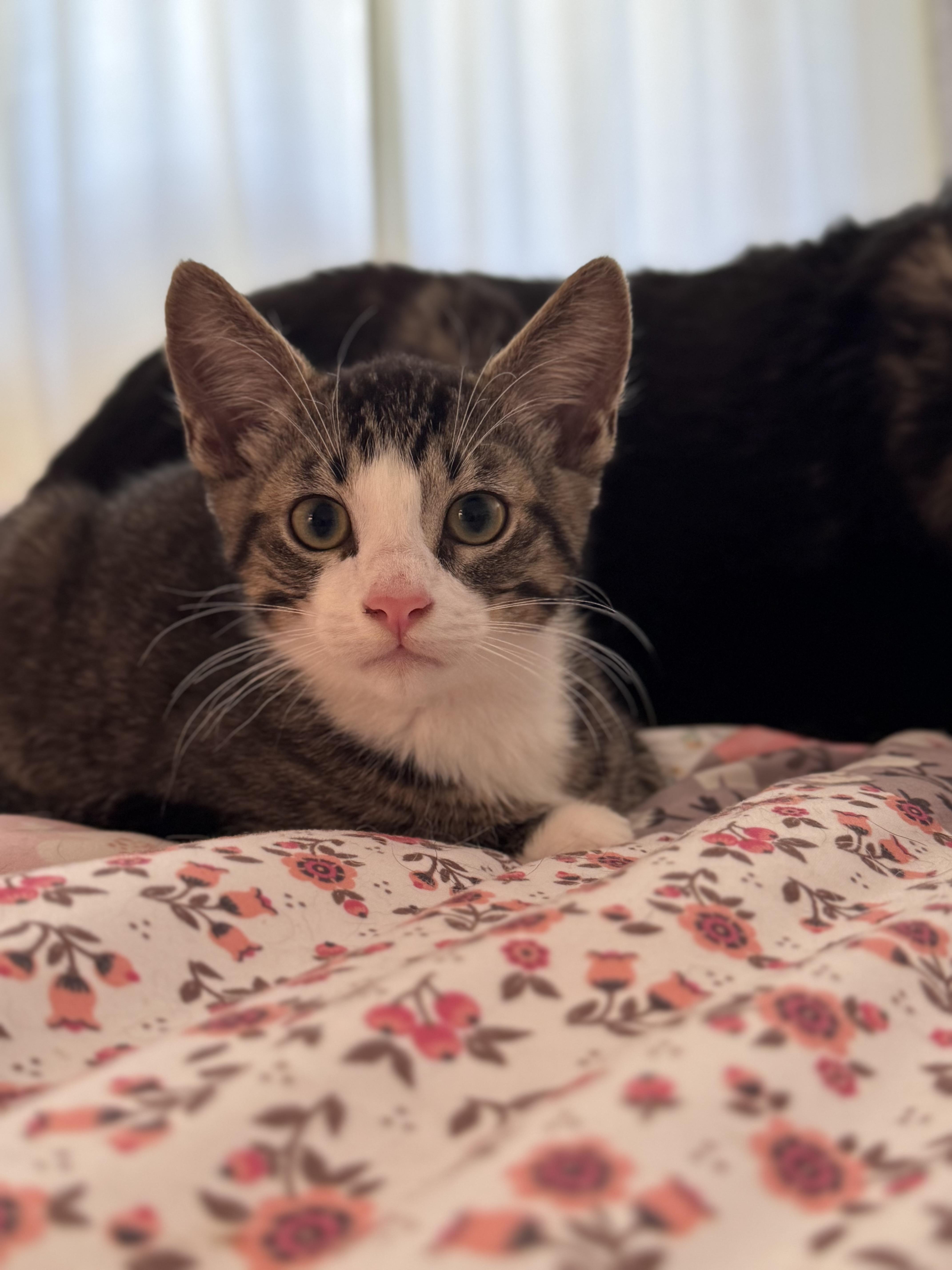 Enlarge Diego, a Adoptable Domestic Short Hair in Roberts Creek, BC image 1/1