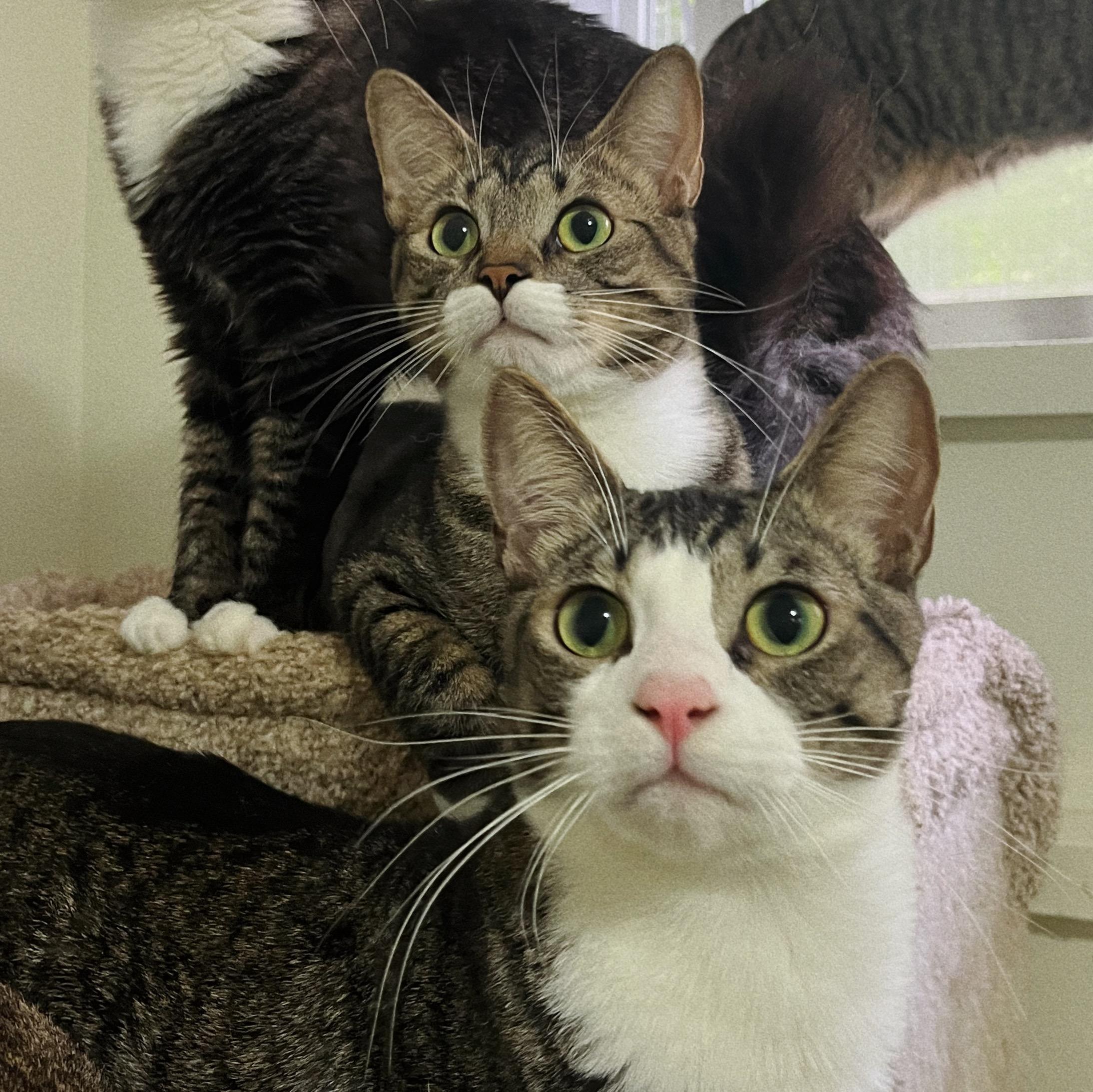 Diego, a Adoptable Domestic Short Hair in Roberts Creek, BC image 1/2