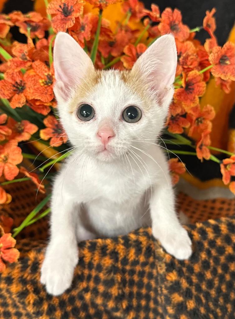 3/20/26 Tam, Adoptable, Kitten Male Domestic Short Hair.