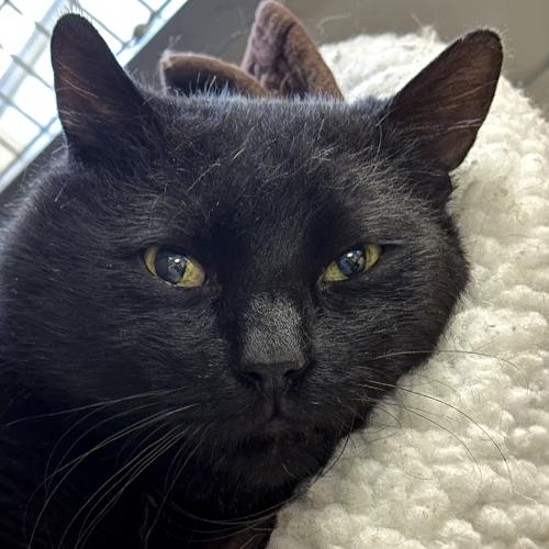 Enlarge Shadow, an adopted Domestic Short Hair in Crystal Lake, IL image 1/1