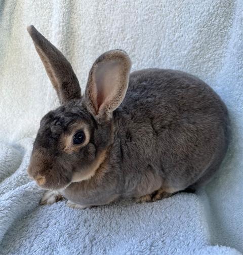 Rabbit for adoption - ALEXANDRA (bonded to NICHOLAS), a Rex in San ...