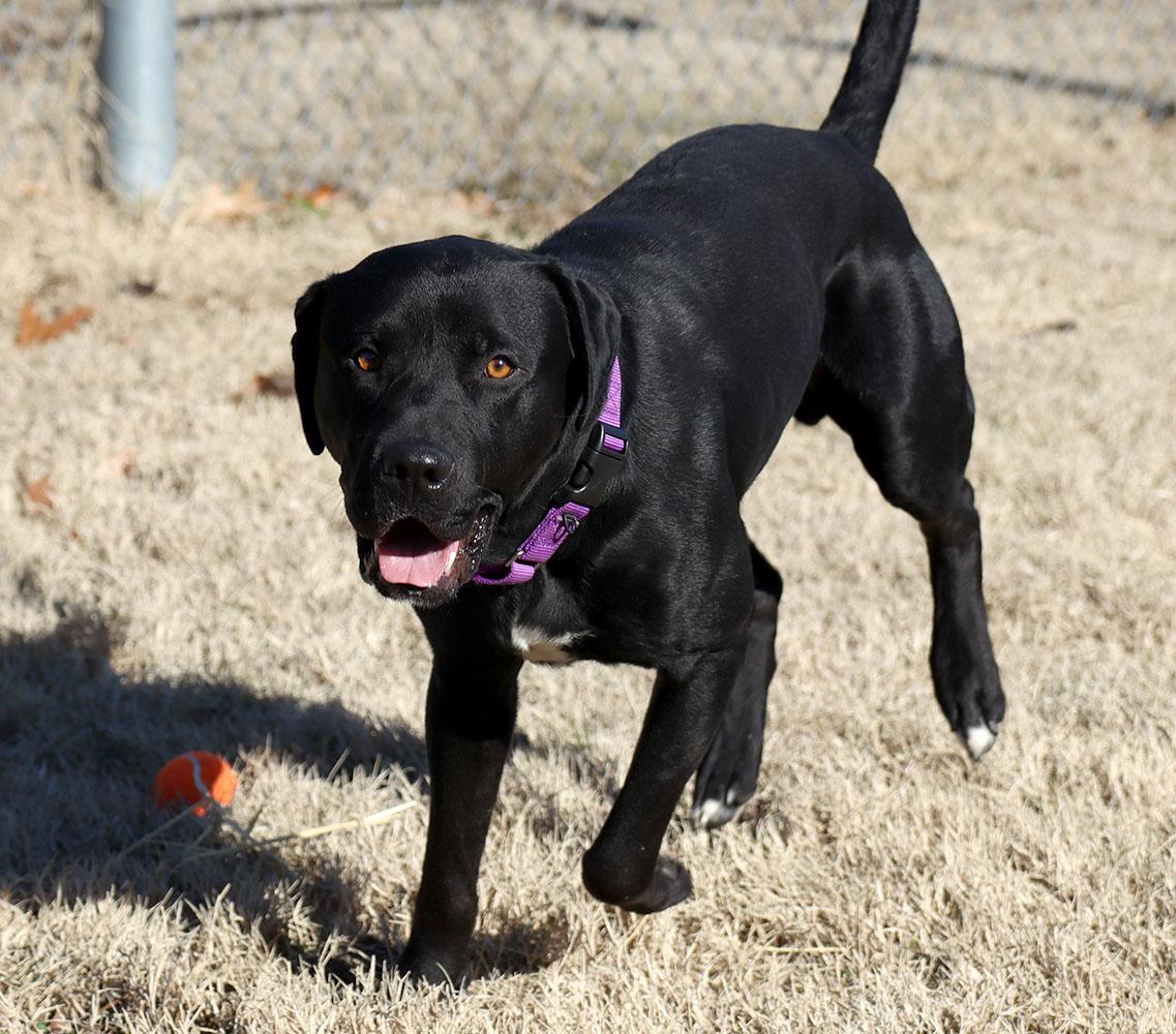 Enlarge Blake (AO35477), a ADOPTABLE mixed breed in Kansas City, KS image 4/6