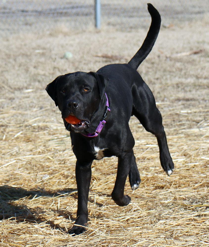 Enlarge Blake (AO35477), a ADOPTABLE mixed breed in Kansas City, KS image 2/6