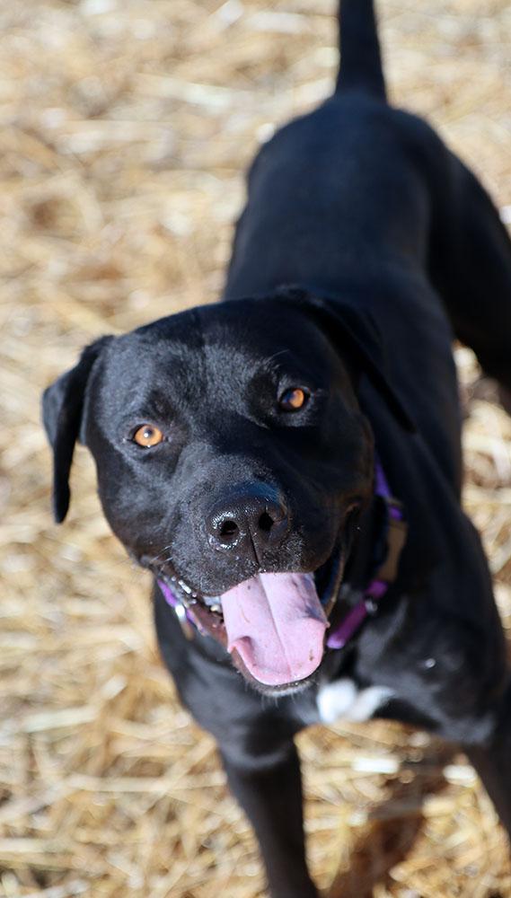 Enlarge Blake (AO35477), a ADOPTABLE mixed breed in Kansas City, KS image 3/6