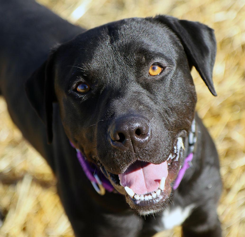 Blake (AO35477), ADOPTABLE, Adult Male Labrador Retriever & Mixed Breed.