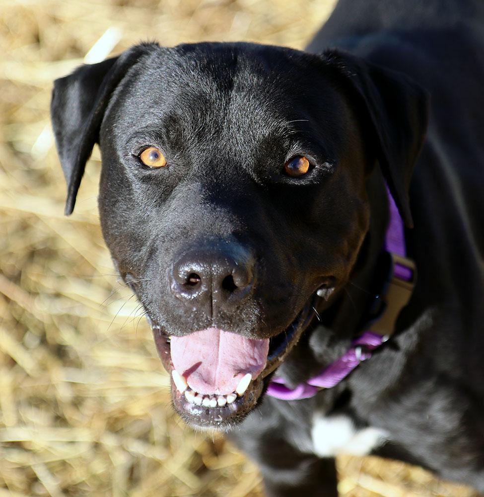 Enlarge Blake (AO35477), a ADOPTABLE mixed breed in Kansas City, KS image 5/6