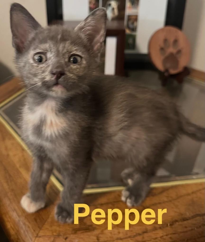 Pepper, Adoptable, Kitten Female Domestic Short Hair.