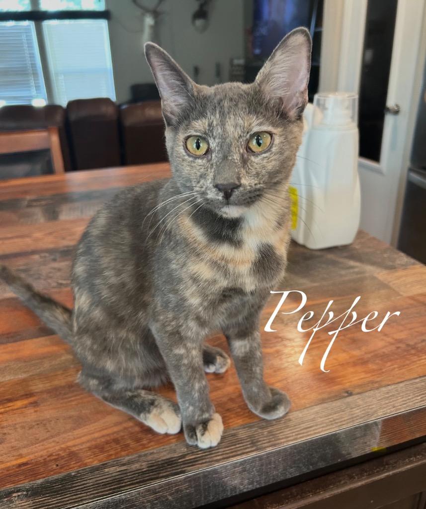 Enlarge Pepper, a Adoptable mixed breed in Spring, TX image 2/2